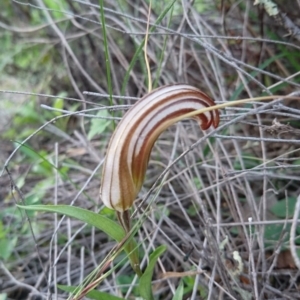 Diplodium truncatum at Calwell, ACT - 20 Apr 2020