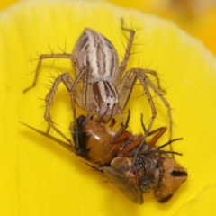 Oxyopes sp. (genus) (Lynx spider) at Evatt, ACT - 5 Nov 2015 by TimL