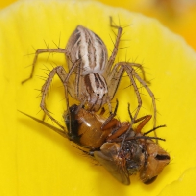 Oxyopes (genus) (Lynx spider) at Evatt, ACT - 5 Nov 2015 by TimL