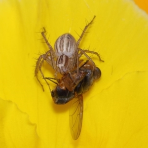 Oxyopes sp. (genus) at Evatt, ACT - 5 Nov 2015