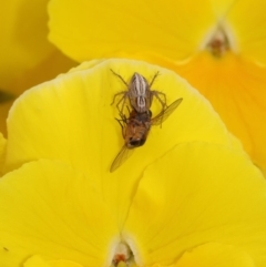 Oxyopes sp. (genus) at Evatt, ACT - 5 Nov 2015 04:17 PM