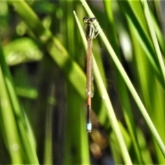 Ischnura aurora (Aurora Bluetail) at Mount Taylor - 20 Apr 2020 by JohnBundock