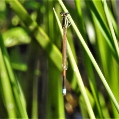 Ischnura aurora (Aurora Bluetail) at Mount Taylor - 20 Apr 2020 by JohnBundock