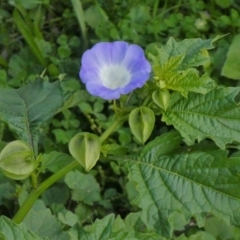 Nicandra physalodes (Apple of Peru) at Theodore, ACT - 21 Apr 2020 by Owen