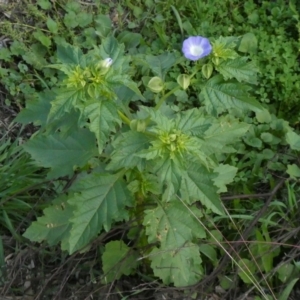 Nicandra physalodes at Theodore, ACT - 21 Apr 2020