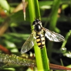 Syrphini sp. (tribe) (Unidentified syrphine hover fly) at Mount Taylor - 20 Apr 2020 by JohnBundock