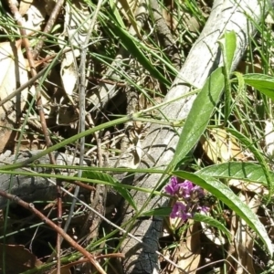 Cullen tenax at Gundaroo, NSW - 18 Apr 2020