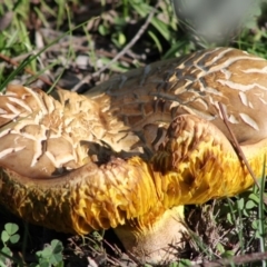 Phylloporus sp. (Phylloporus sp.) at Deakin, ACT - 30 Mar 2020 by kieranh