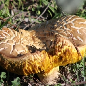 Phylloporus sp. at Deakin, ACT - 30 Mar 2020