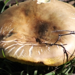 Phylloporus sp. at Deakin, ACT - 30 Mar 2020