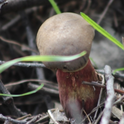 Unidentified Fungus at Federal Golf Course - 20 Apr 2020 by kieranh