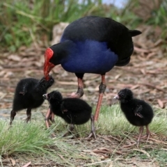 Porphyrio melanotus (Australasian Swamphen) at Stranger Pond - 20 Apr 2020 by RodDeb