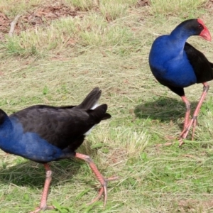 Porphyrio melanotus at Bonython, ACT - 20 Apr 2020