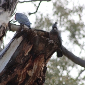 Callocephalon fimbriatum at Hughes, ACT - 20 Apr 2020