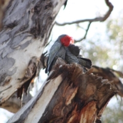 Callocephalon fimbriatum at Hughes, ACT - 20 Apr 2020