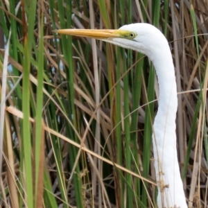 Ardea alba at Bonython, ACT - 20 Apr 2020 01:58 PM