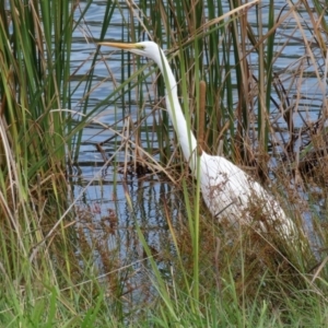 Ardea alba at Bonython, ACT - 20 Apr 2020 01:58 PM