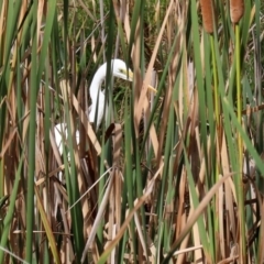 Ardea alba at Bonython, ACT - 20 Apr 2020