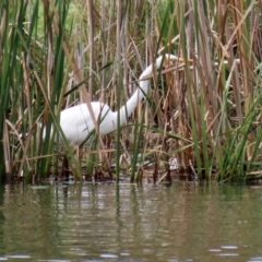 Ardea alba at Bonython, ACT - 20 Apr 2020