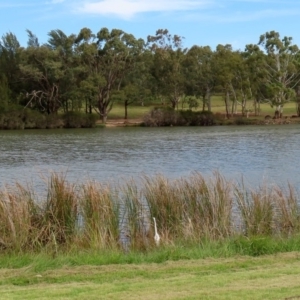 Ardea alba at Bonython, ACT - 20 Apr 2020 01:58 PM