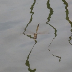 Hemicordulia tau at Bonython, ACT - 20 Apr 2020 12:59 PM