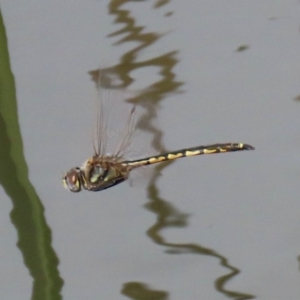 Hemicordulia tau at Bonython, ACT - 20 Apr 2020