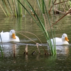 Anas platyrhynchos (Mallard (Domestic Type)) at Bonython, ACT - 20 Apr 2020 by RodDeb