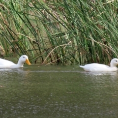 Anas platyrhynchos at Bonython, ACT - 20 Apr 2020