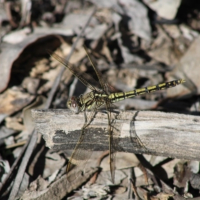 Orthetrum caledonicum (Blue Skimmer) at Red Hill Nature Reserve - 20 Apr 2020 by kieranh