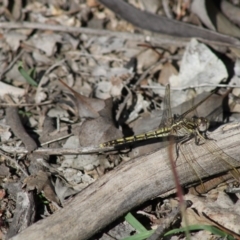 Orthetrum caledonicum at Deakin, ACT - 20 Apr 2020 12:44 PM