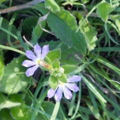 Scaevola aemula (Common Fan-flower) at Black Range, NSW - 21 Apr 2020 by MatthewHiggins