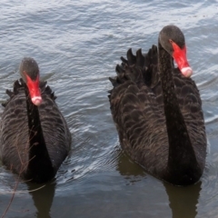 Cygnus atratus (Black Swan) at Stranger Pond - 20 Apr 2020 by RodDeb