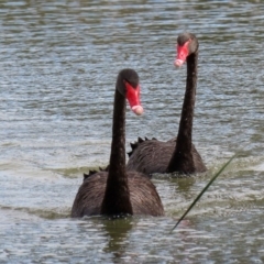 Cygnus atratus at Bonython, ACT - 20 Apr 2020