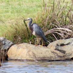 Egretta novaehollandiae (White-faced Heron) at Stranger Pond - 20 Apr 2020 by RodDeb