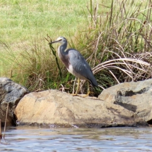 Egretta novaehollandiae at Bonython, ACT - 20 Apr 2020