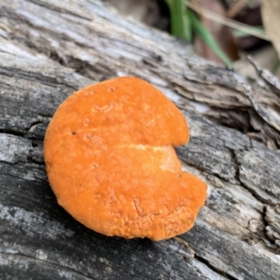 Unidentified Cup or disk - with no 'eggs' at Black Range, NSW - 19 Apr 2020 by Steph H