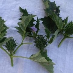 Datura sp. at Symonston, ACT - 13 Apr 2020 12:52 PM