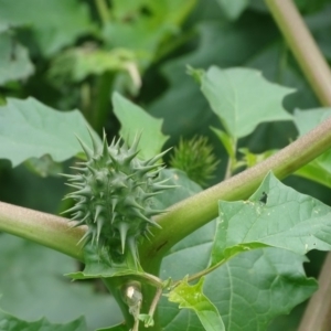 Datura sp. at Symonston, ACT - 13 Apr 2020 12:52 PM