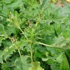 Datura ferox (Fierce Thornapple, Longspine Thornapple) at Isaacs Ridge and Nearby - 13 Apr 2020 by Mike