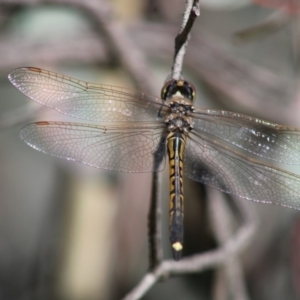 Hemicordulia tau at Deakin, ACT - 20 Apr 2020