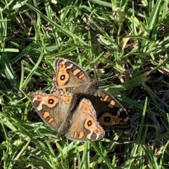 Junonia villida (Meadow Argus) at Black Range, NSW - 17 Apr 2020 by Steph H