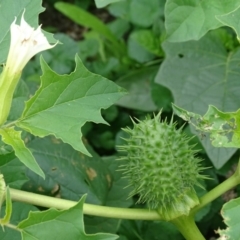 Datura stramonium (Common Thornapple) at Symonston, ACT - 13 Apr 2020 by Mike