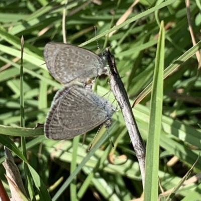 Zizina otis (Common Grass-Blue) at Black Range, NSW - 19 Apr 2020 by StephH