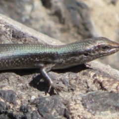 Pseudemoia entrecasteauxii (Woodland Tussock-skink) at Paddys River, ACT - 19 Mar 2020 by Christine