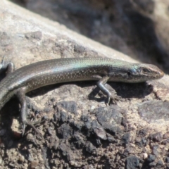 Pseudemoia entrecasteauxii at Paddys River, ACT - 19 Mar 2020 01:37 PM