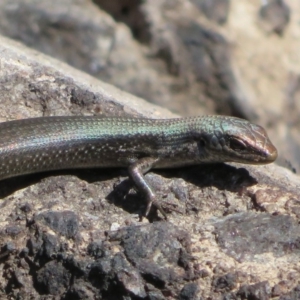 Pseudemoia entrecasteauxii at Paddys River, ACT - 19 Mar 2020