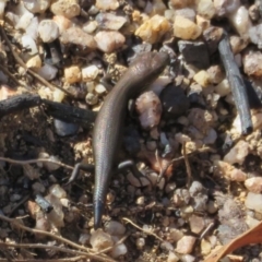 Pseudemoia entrecasteauxii (Woodland Tussock-skink) at Paddys River, ACT - 19 Mar 2020 by Christine