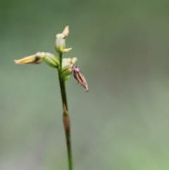 Corunastylis oligantha (Mongarlowe Midge Orchid) at Mongarlowe River - 24 Mar 2020 by kieranh