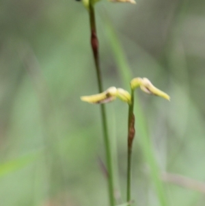 Corunastylis oligantha at Mongarlowe, NSW - 24 Mar 2020