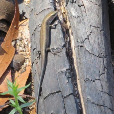 Pseudemoia entrecasteauxii (Woodland Tussock-skink) at Tidbinbilla Nature Reserve - 19 Mar 2020 by Christine